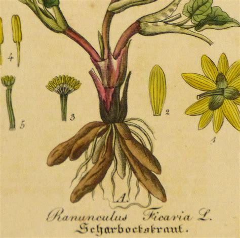 Lesser Celandine Botanical Print, circa 1830