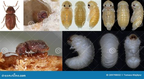 Developmental Stages of Drugstore Beetle Stegobium Paniceum Known As Bread Beetle or Biscuit ...