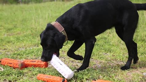 Black Labrador Retriever Training Tips | 1001doggy.com