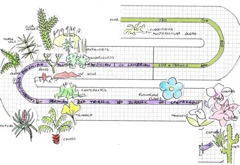 Timeline of Earth and Plant Evolution | Earth, Fun science, Timeline