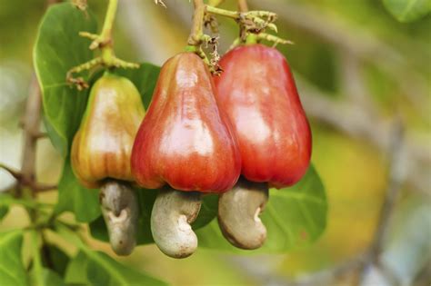 Cashews, Not Really a Nut • AnswerLine • Iowa State University ...