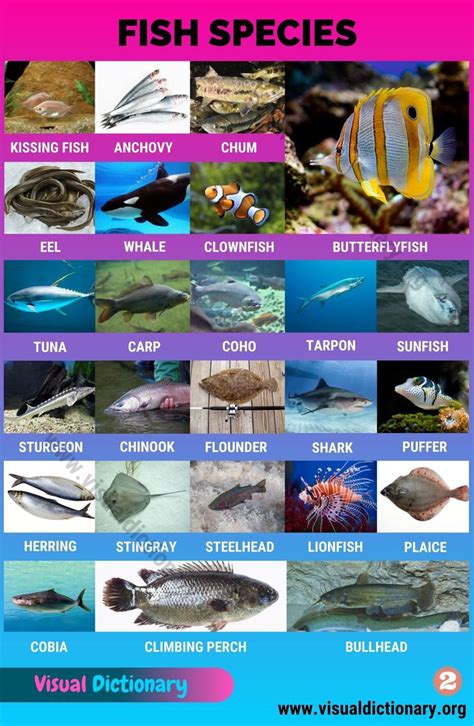 a poster with different types of fish in the water and on it's sides