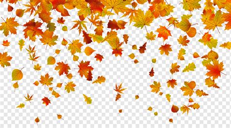 Autumn leaf color, Fall Leaves, maple leaves illustration, leaf, maple Leaf, orange png | PNGWing