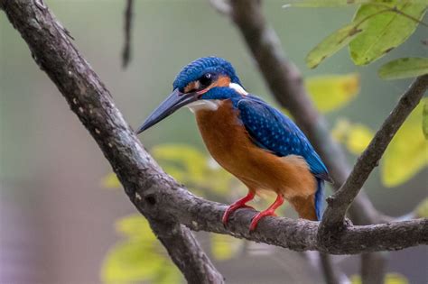 National Bird Watching Month in Sri Lanka 2024-2025 - Rove.me