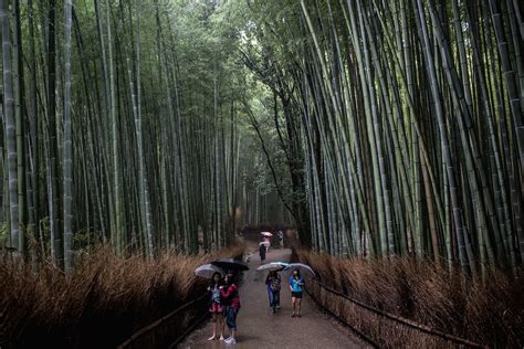 The bamboo forest of Sagano has beautiful sounds that must be preserved - LifeGate