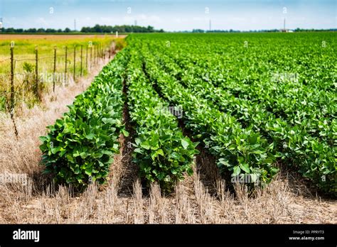 A soybean field with growing plants during mid-growth in Kansas, USA Stock Photo - Alamy