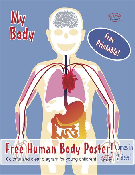 Free! Clear and colorful Human Body Diagram (anatomy) from Our Time to Learn - preschool ...