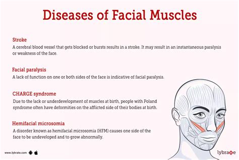 Facial Muscles (Human Anatomy): Image, Functions, Diseases and Treatments