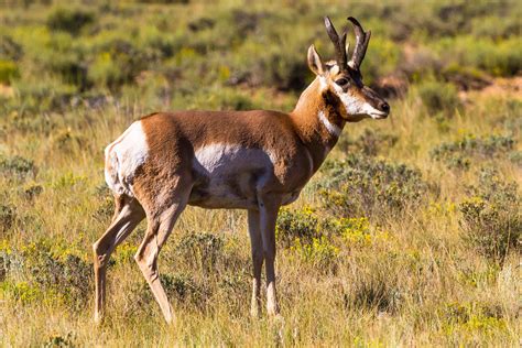 Pronghorn Antelope Buck - Pronghorn Antelope Buck Bryce Canyon National Park Utah | Fine art ...