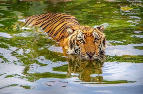 Amazing Facts about Bengal Tigers | OneKindPlanet Animal Education