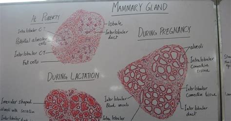 Histology Slides Database: histological diagram of mammary gland- at puberty - during pregnancy ...