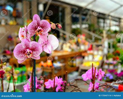 Orchid in flower shop stock photo. Image of bouquet - 175947114