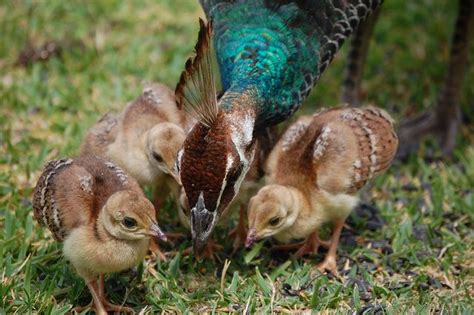 Peacock chicks and mother by California Dreams Photography, via Flickr | Baby animals, Animals ...