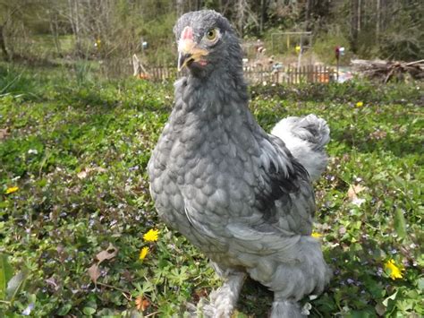 52 best images about Brahma chicken colors that I have on Pinterest | Chef apron, Rainbow roses ...