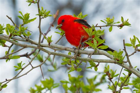 Scarlet Tanager | Audubon Field Guide