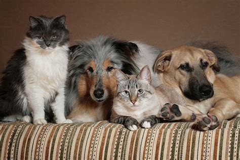 chiens et chats