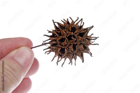 Sweet gum tree seed pod from Liquidambar styraciflua, commonly called American sweet gum a ...