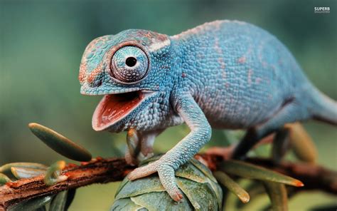 The meaning and symbolism of the word - «Chameleon»