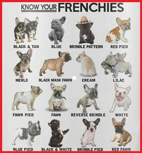 French Bulldog Colour Chart