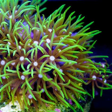 Green Star Polyps | Polyp coral, Polyp, Coral aquarium