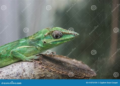 The Knight Anole Anolis Equestris Is The Largest Species Of Anole Also ...