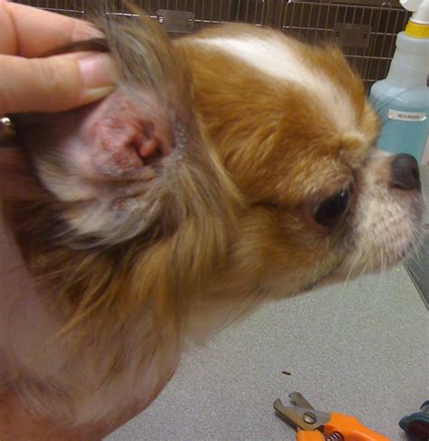 7-Year-Old Cavalier King Charles Spaniel Suffers Allergies | VirtuaVet