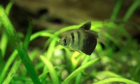 Black Skirt Tetra Complete Care Guide | Feeding, Breeding & Tank