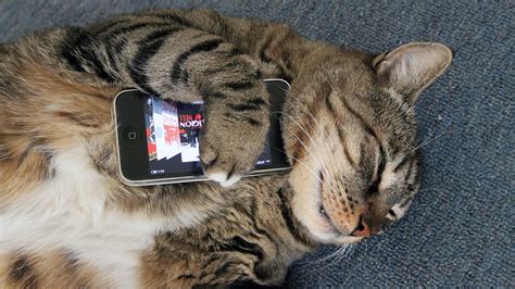 14 cats that love Apple products (and one that really doesn't) | Macworld