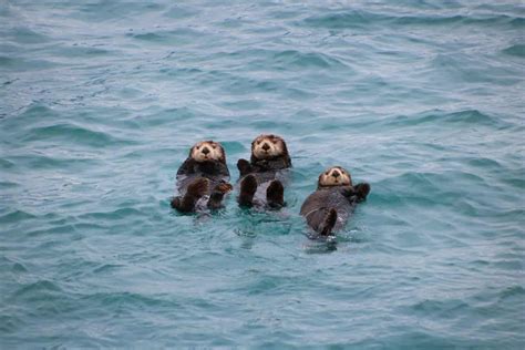 Sea Otters At Risk: Are Sea Otters Endangered? - MarinePatch