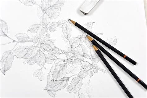 Learning to Draw with Graphite Pencil | Here's What You Need to Know