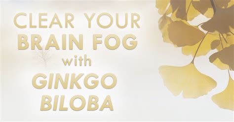 Clear Your Brain Fog with Ginkgo Biloba - Holistic Health for Life