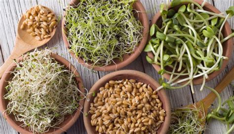 4 Types of Sprouts To Help You Stay Fit - lifeberrys.com