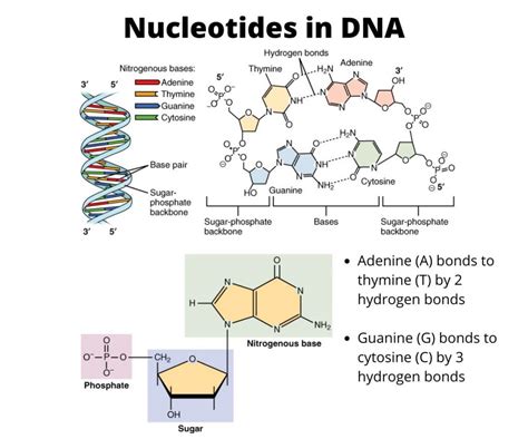 What Are the Three Parts of a Nucleotide?