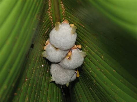 Real Monstrosities: Honduran White Bat