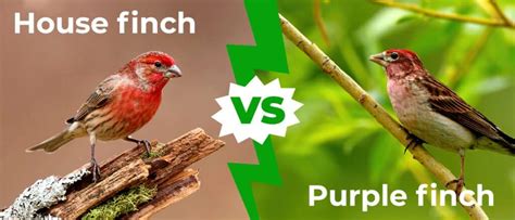 House Finch vs Purple Finch: 5 Key Differences Explained - A-Z Animals