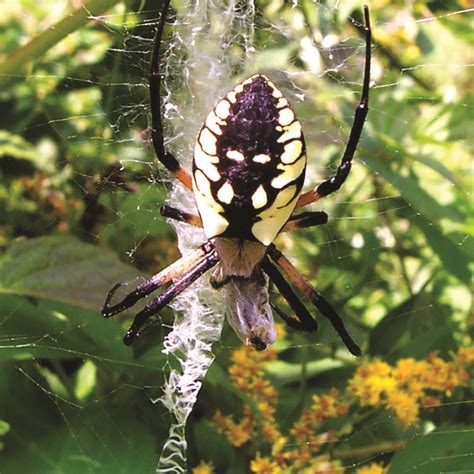 Argiope aurantia · Earth@Home: Biodiversity