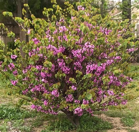 Learn to Prune Lilacs the Right Way for Optimum Blooms Next Spring | Lilac bushes, Prune lilac ...