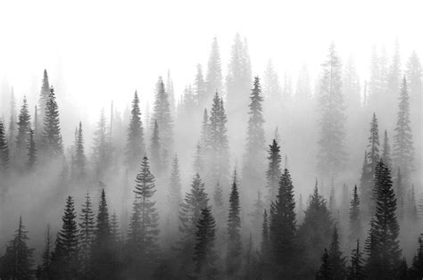 Download Black And White Misty Forest On Itl.cat