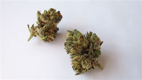 Runtz Strain Review | Westword