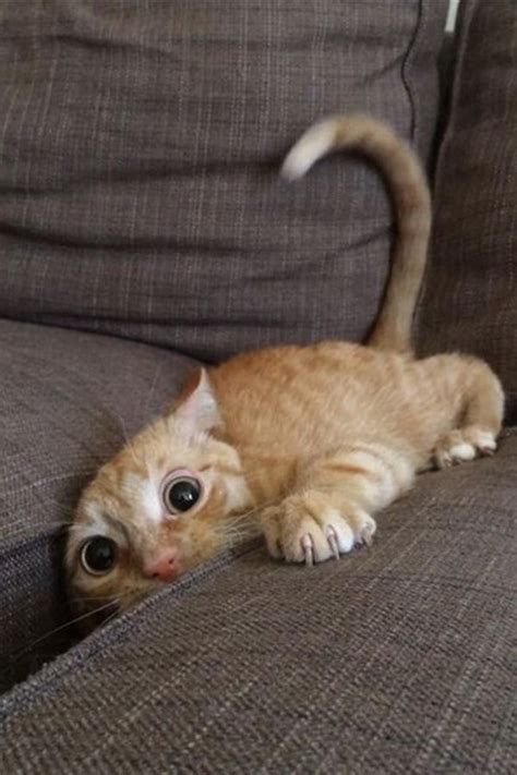 40 Pictures of Cats doing Funny Things - Tail and Fur