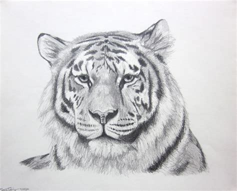 Tiger Face Sketch at PaintingValley.com | Explore collection of Tiger ...