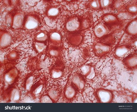 Colorful Sample Of Elastic Cartilage, Histology Concept Stock Photo 251898733 : Shutterstock