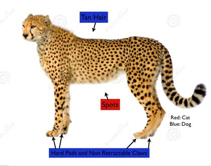 Habitat and Adaptations - LEARN ABOUT CHEETAHS