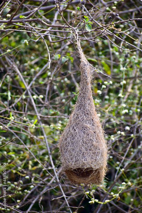 bird nest in the tree Stock Photo | Adobe Stock