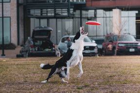 Dogs in action | captivatingk9s