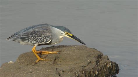 Striated Heron | MarkEisingBirding