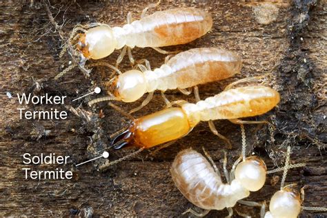 From Egg To Adult: The Fascinating Development Of Baby Termites