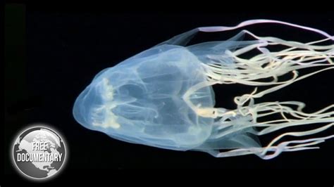 CAN YOU SURVIVE A BOX JELLYFISH STING - Erick-Cervantes