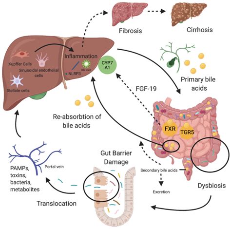 Nutrients | Free Full-Text | The Gut-Liver Axis in Cholestatic Liver ...