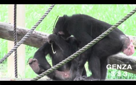 Chimpanzee Kiss:Animal Love | Chimpanzee, Animals, Primates